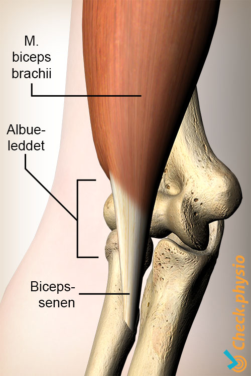arm bicepssene distalt
