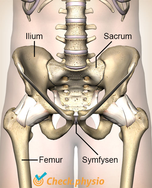 hofte SI-ledd ilium sacrum symfyse symphysis pubica femur bekken bekkenhalvdel korsbein