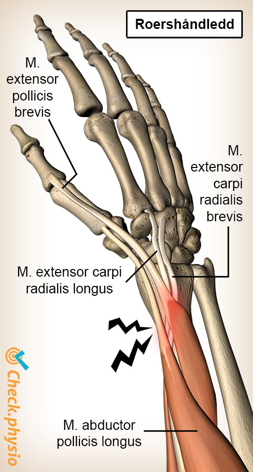 arm roerarm anatomi extensor carpi radialis brevis longus abductor pollicis