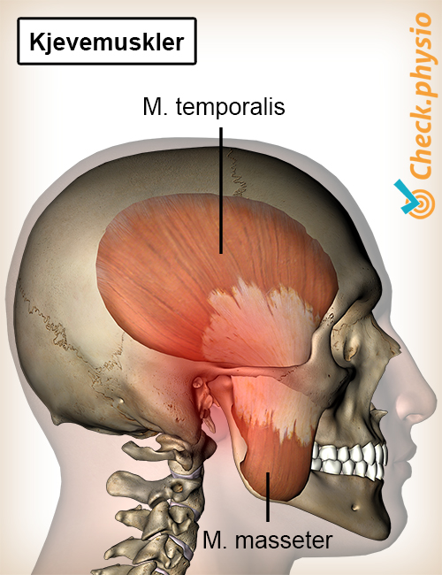 hode kjeve muskler tyggemuskler musculus temporalis masseter