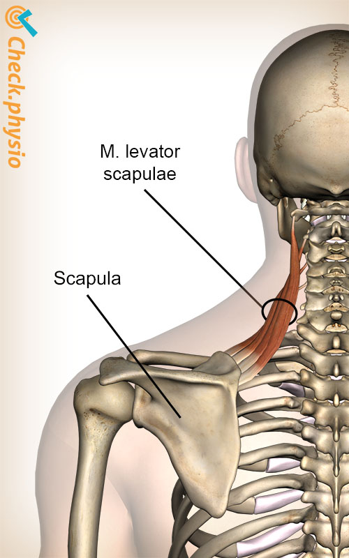 hode nakke musculus levator scapulae muskel