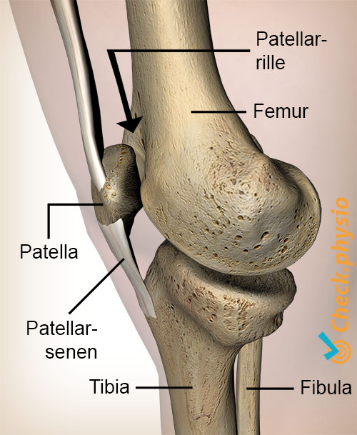 kne facies patellaris femoris fure patella kneskål