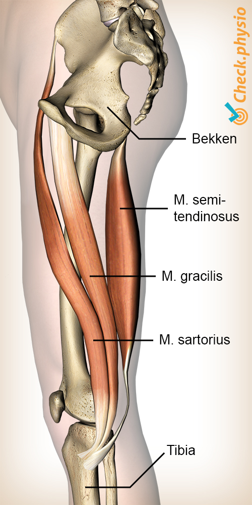 Pes anserinus-syndrom | Årsak, symptomer & behandling
