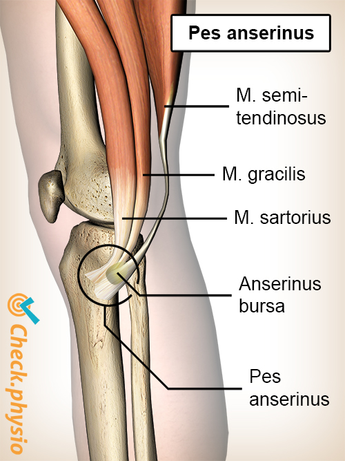 kne pes anserinus slimpose bursa sartorius gracilis semitendinosus sener gåsefotsyndrom
