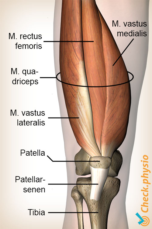 kne quadriceps muskel rectus femoris vastus lateralis medialis anatomi