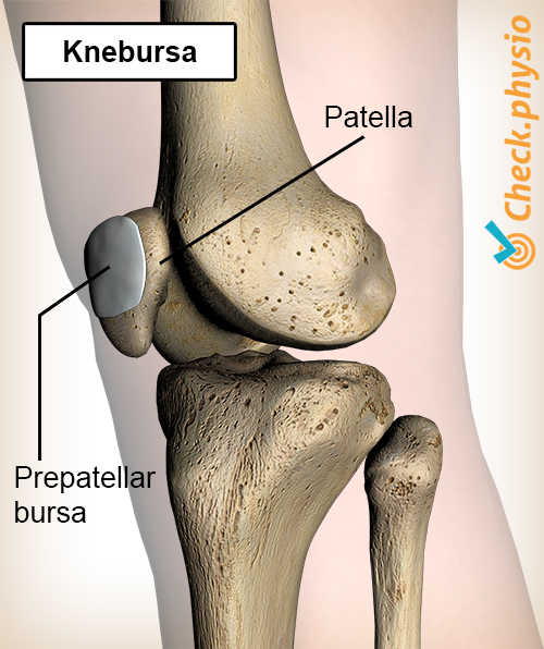 kne slimpose bursa prepatellaris