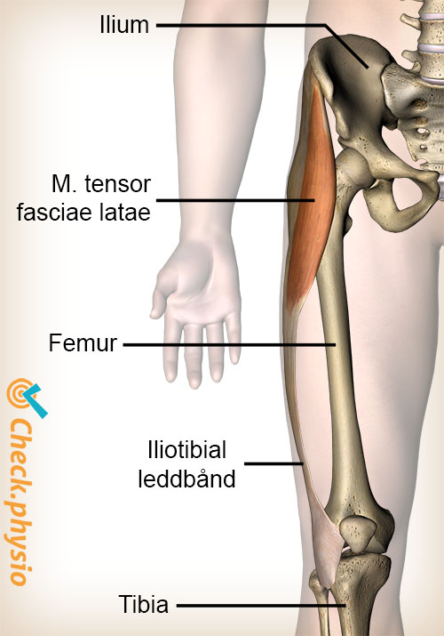 kne tractus iliotibialis tensor fasciae latae muskel