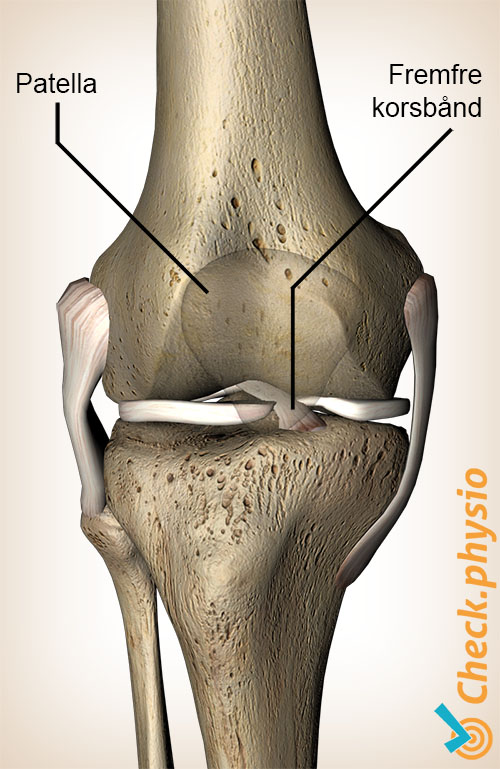 kne fremre korsbånd ligamentum cruciatum anterius