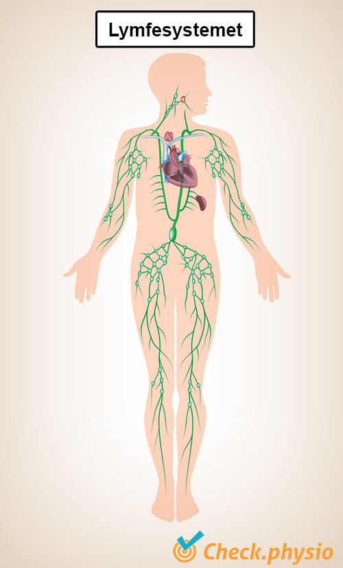 lymfesystem lymfekar hjerte nyrer
