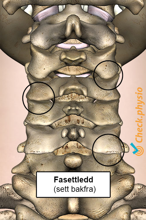 nakke fasettledd bakfra cervical