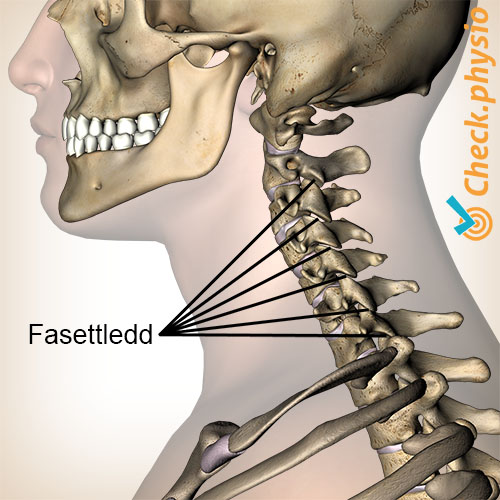 nakke fasettledd sidevisning lateral