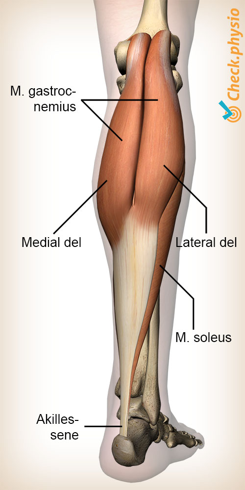 leggmuskel gastrocnemius legg anatomi