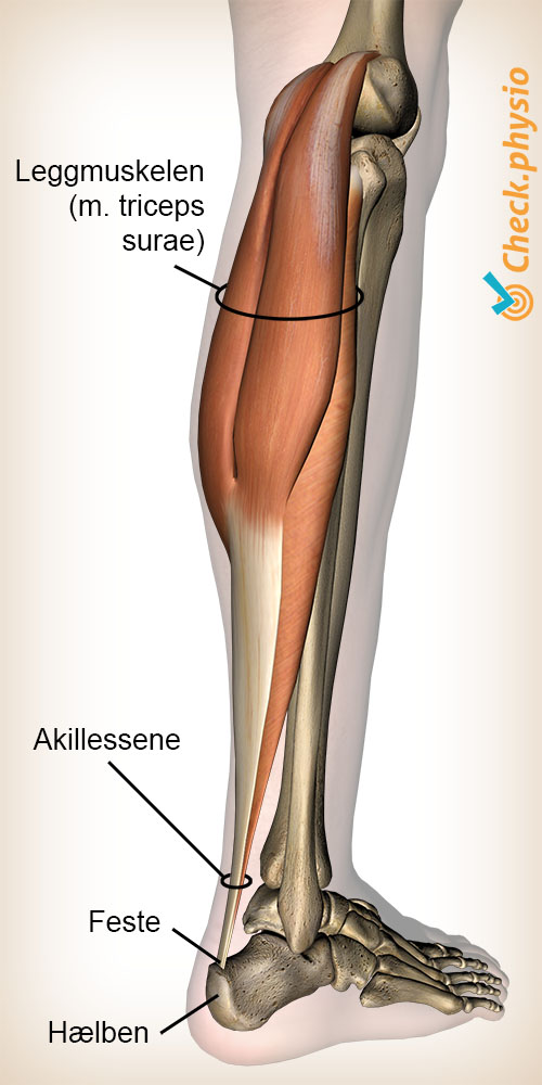 underben triceps surae leggmuskel akillessene