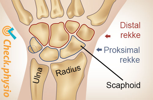 håndledd proksimal distal rad