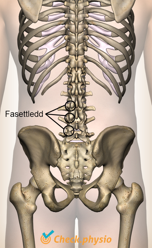 rygg fasettledd