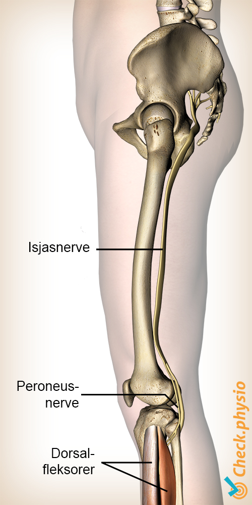 ben peroneus nerve tibialis isjiasnerv opprinnelse