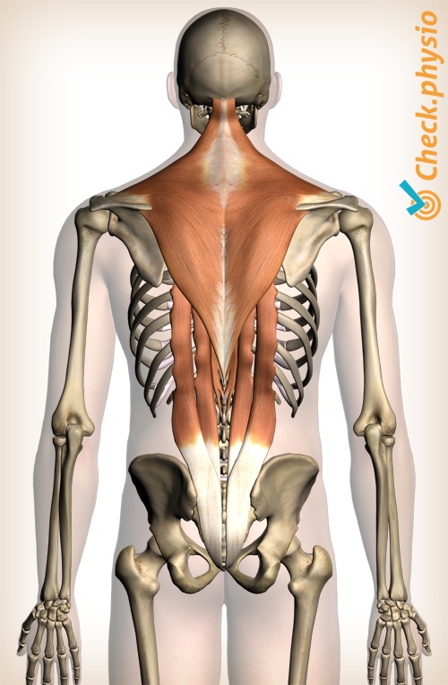 rygg muskulatur øvre rygg muskler trapezius erector spinae intercostalis spinalis