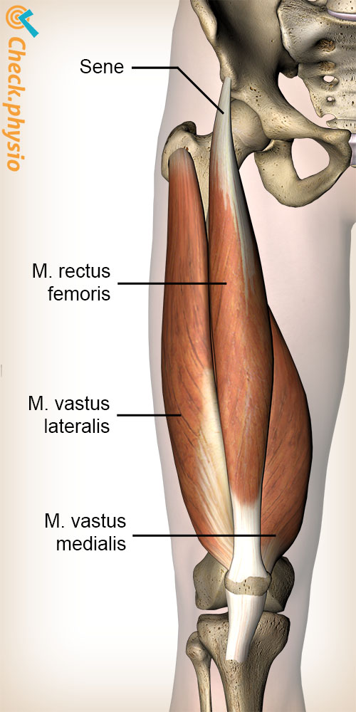 bein quadricepsmuskel rectus femoris vastus lateralis medialis