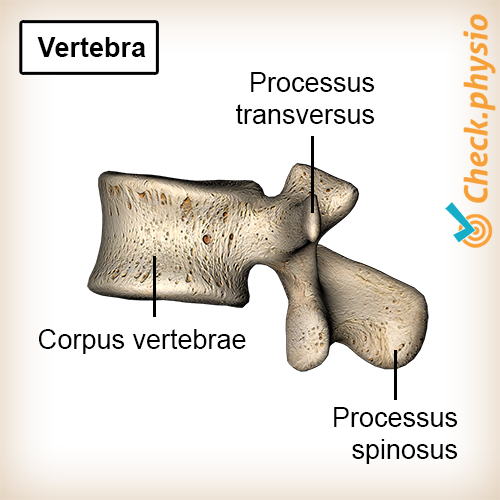 afbeelding_alt_rug-wervel-ruggenwervel-anatomie-wervellichaam-processus-transversus-processus-spinosus