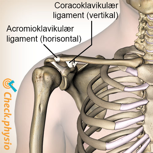 skulder ac-ledd bånd acromioclaviculært ligament coracoclaviculært trapezoid conoid
