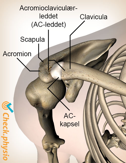 skulder acromioclavikulært ac-ledd ligament overside