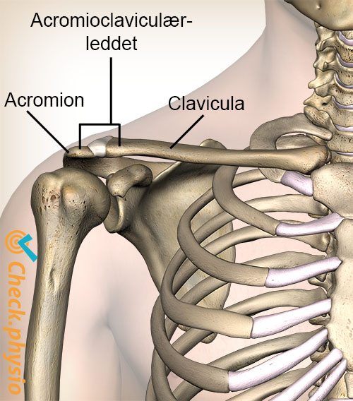 skulder acromioclavikulært ac-ledd ligament forside