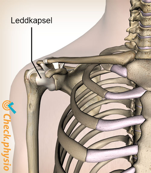 skulder leddkapsel