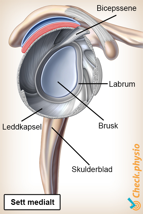 skulder labrum ledd sidevisning