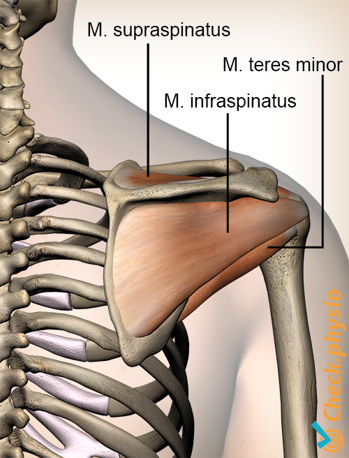 skulder rotator cuff-muskler bakside supraspinatus infraspinatus teres minor
