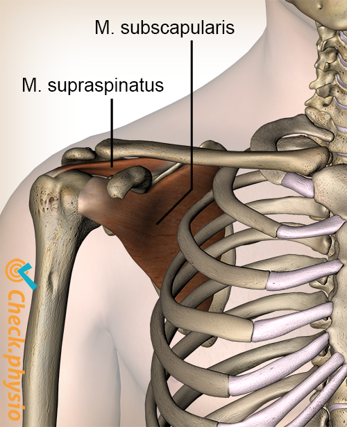 skulder rotator cuff-muskler supraspinatus subscapularis muskel front