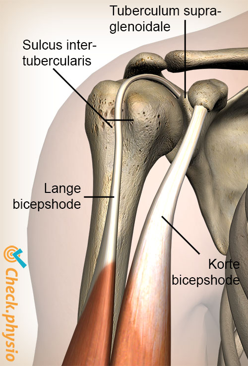 skulder sulcus intertubercularis tuberculum supraglenoidale biceps brachii caput longum breve