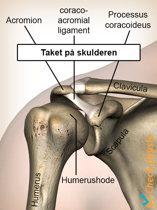 skuldertak processus coracoideus coracoacromiale ligament humerushode