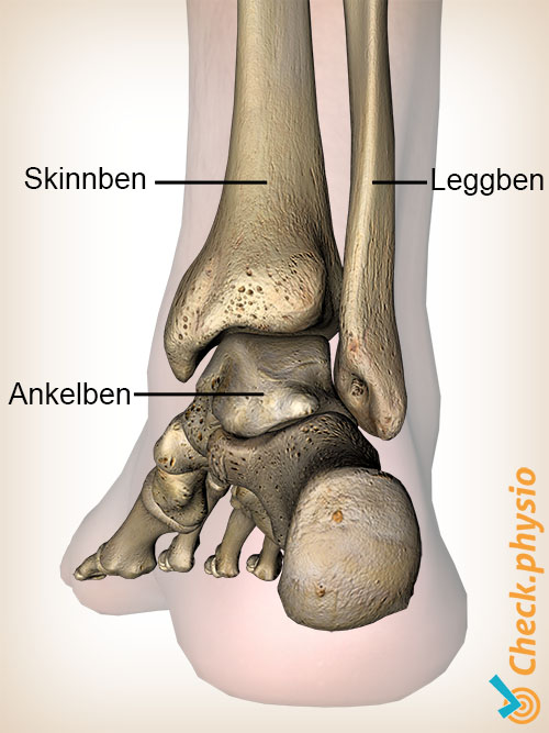 fot dorsal fibula tibia anatomi