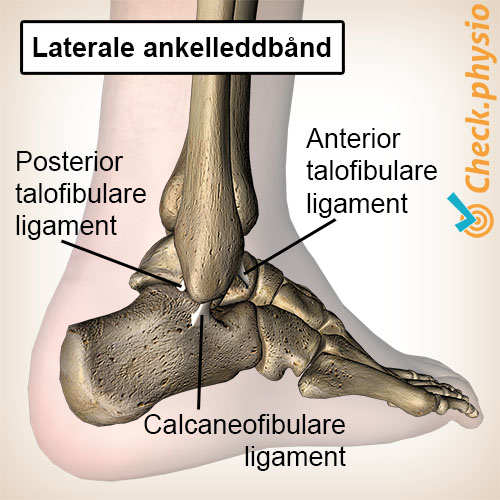 fot ankel laterale side leddbånd