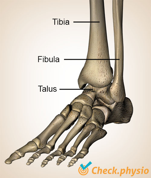 fot ankel ventral tibia fibula