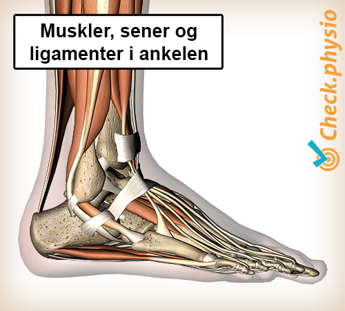 fot lateral muskler sener leddbånd ankel