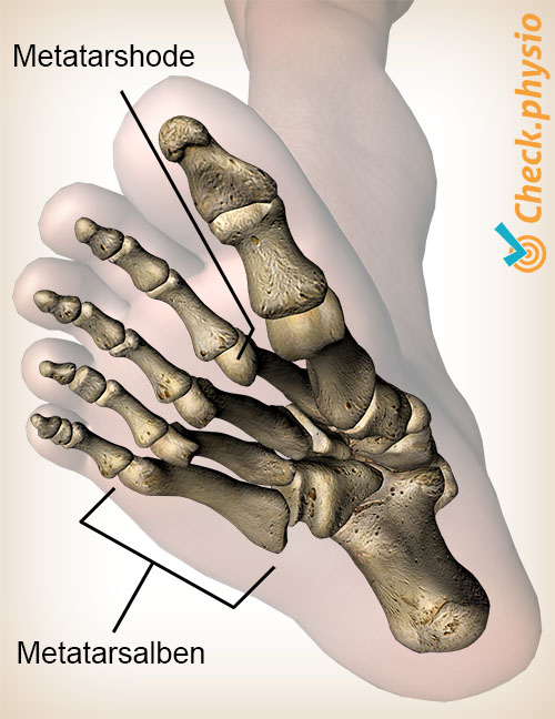 fot metatarsal hodet anatomi underside