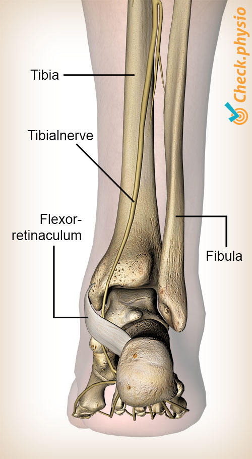 fot nervus tibialis posterior retinaculum flexorum dorsalt