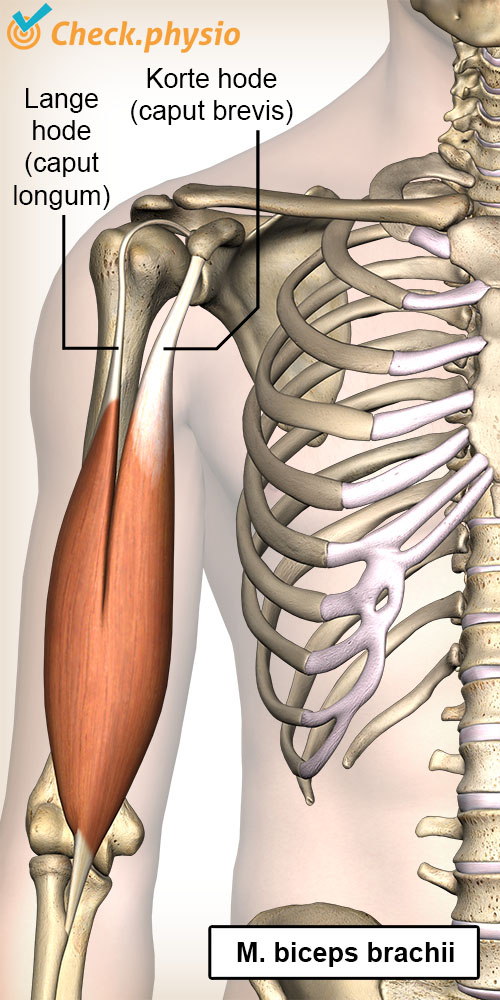 overarm biceps brachii caput longum breve anatomi front