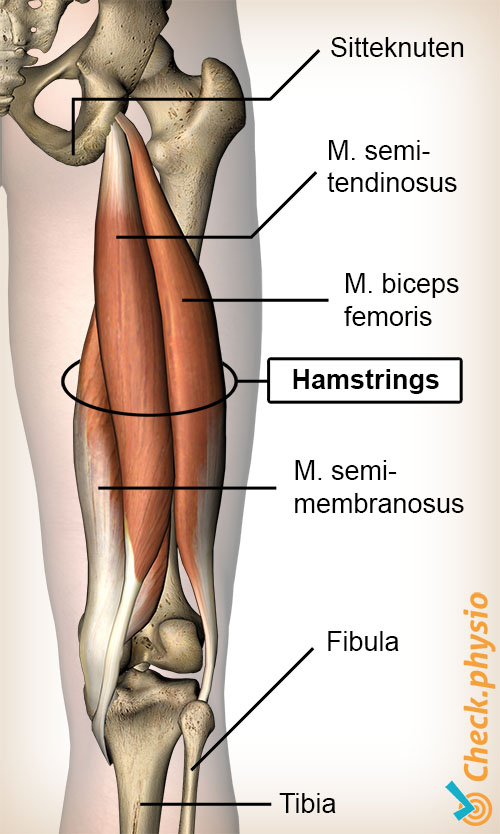 lår hamstring hamstrings semimembranosus biceps femoris semitendinosus tuber ischiadicum