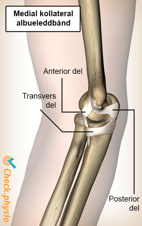 albue medialt kollateralt ulnart ligament pars anterior posterior transversa