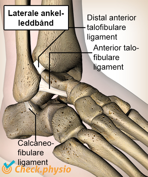 ankel ligament ligamentum talofibulare calcaneofibulare tibiofibulare anatomi