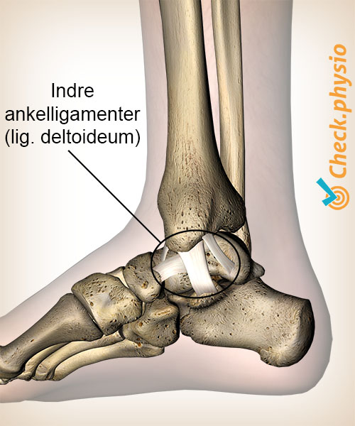 ankel indre mediale leddbånd ligamentum deltoideum