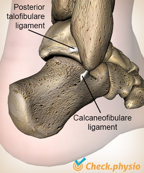 ankel ligament ligamentum talofibulare posterius calcaneofibulare calcaneus anatomi bakside
