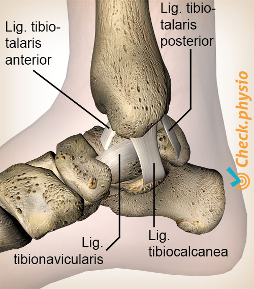 ankel deltoid ligament tibiotalaris anterior posterior tibiocalcanea tibionavicularis