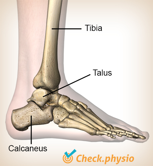 ankel bakre impingement