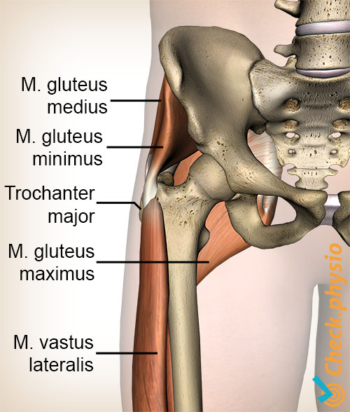 hofte gluteus medius minimus maximus trochanter major vastus lateralis